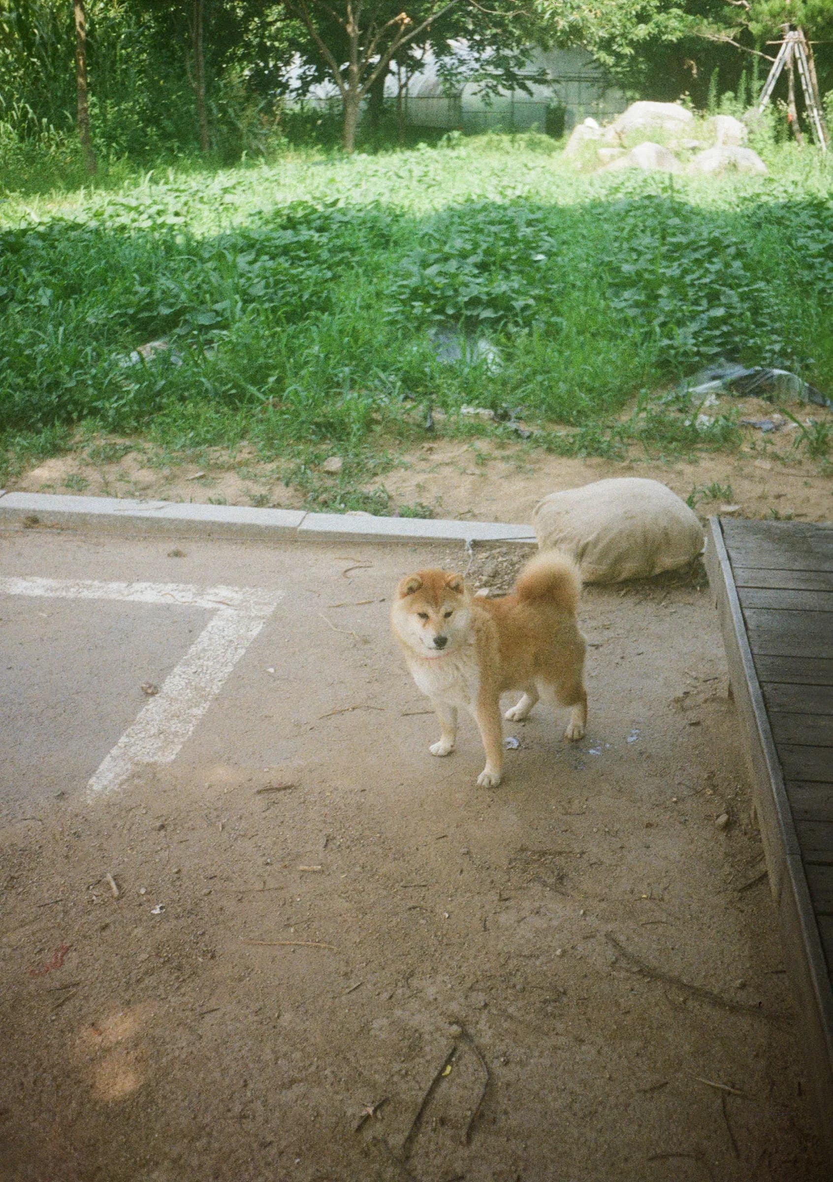 A shiba dog on a dirt path