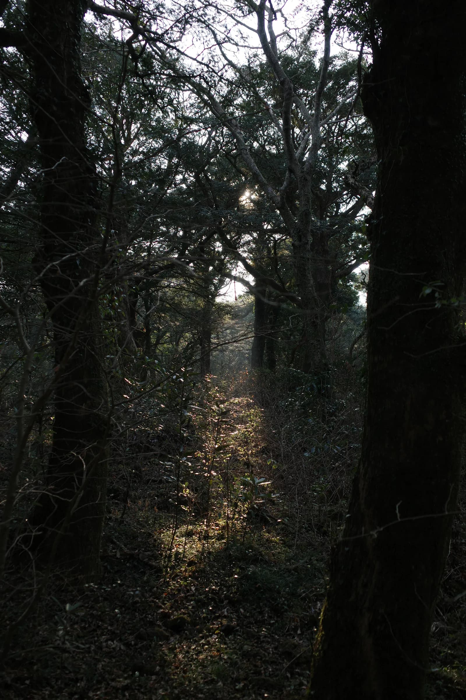 Light between dark trees