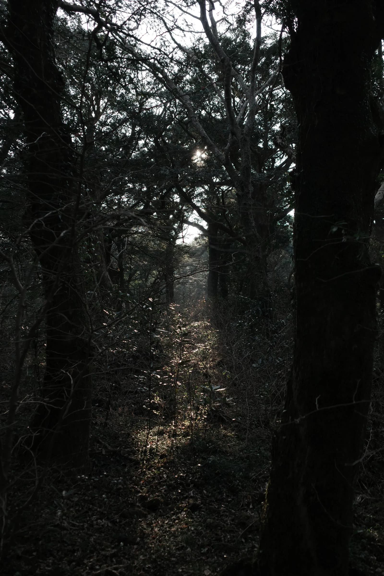 Forest path in shadow