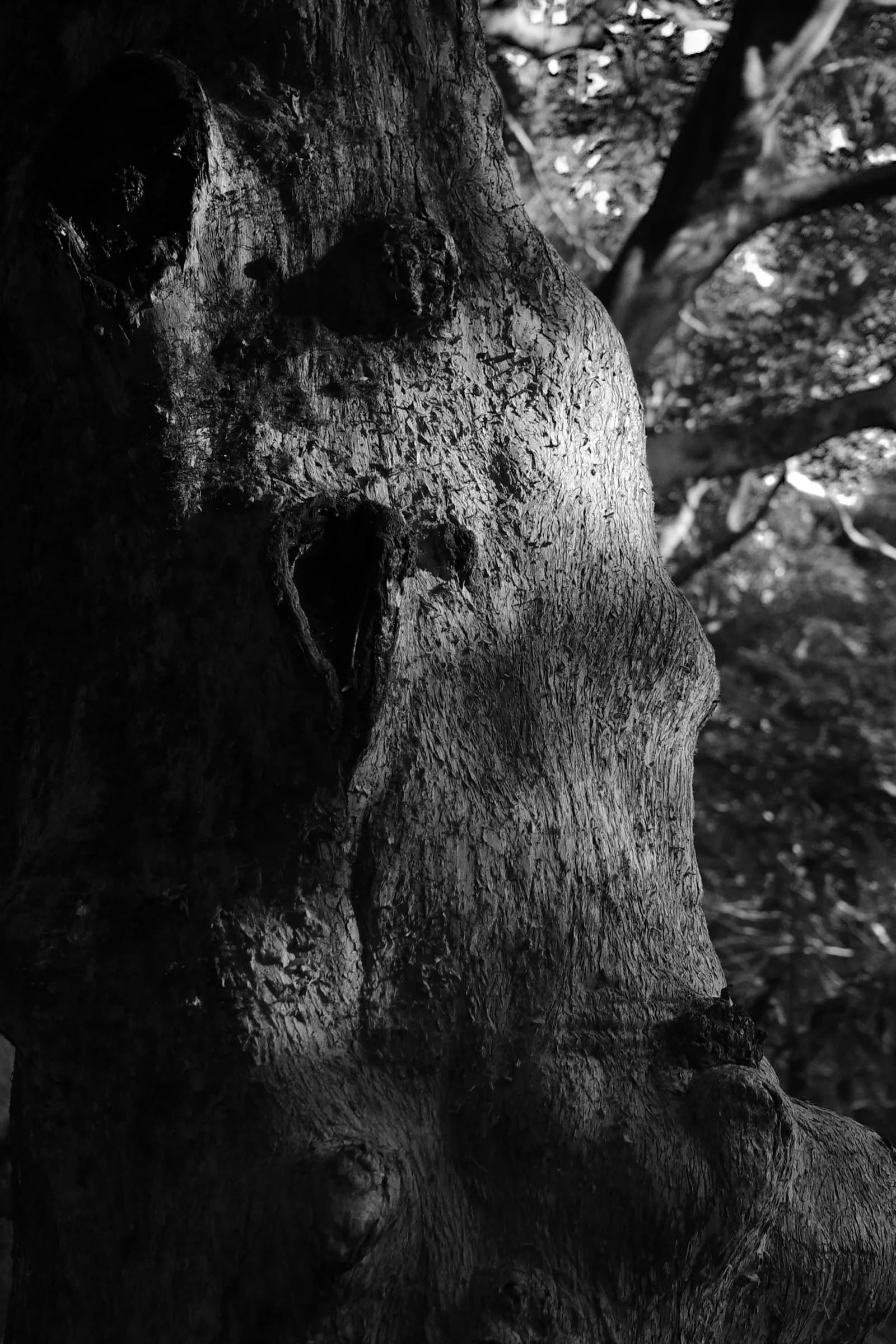 Old tree trunk in black and white