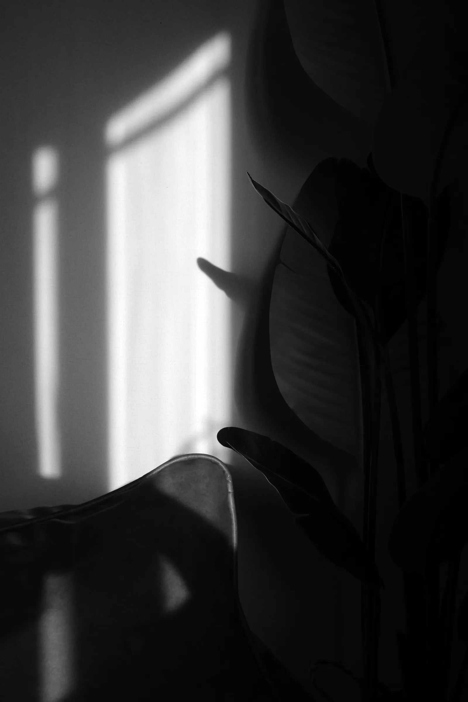 Window light beside a plant
